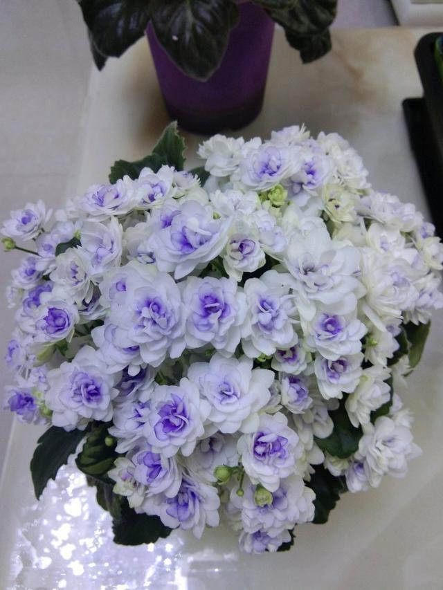 家里養(yǎng)什么花最好?有8種是首選_家庭養(yǎng)花的選擇_家里養(yǎng)花就選幾種