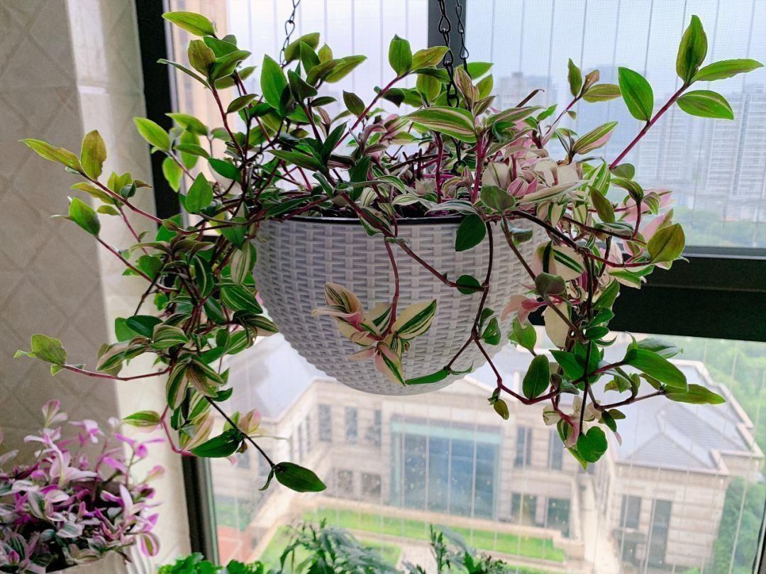 家里養(yǎng)什么花最好?有8種是首選_家庭養(yǎng)花的選擇_家里養(yǎng)花就選幾種