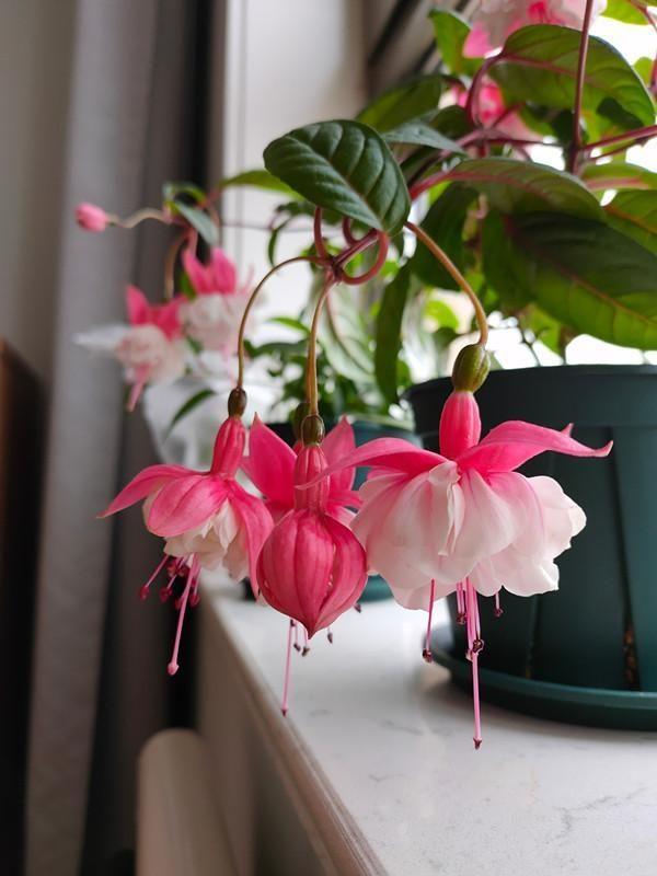 家里養(yǎng)花就選幾種_家庭養(yǎng)花的選擇_家里養(yǎng)什么花最好?有8種是首選