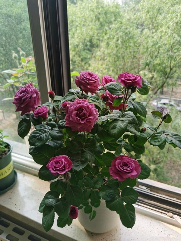 家里養(yǎng)什么花最好?有8種是首選_家庭養(yǎng)花的選擇_家里養(yǎng)花就選幾種