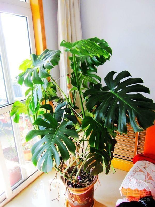 家里養(yǎng)花就選幾種_家庭養(yǎng)花的選擇_家里養(yǎng)什么花最好?有8種是首選