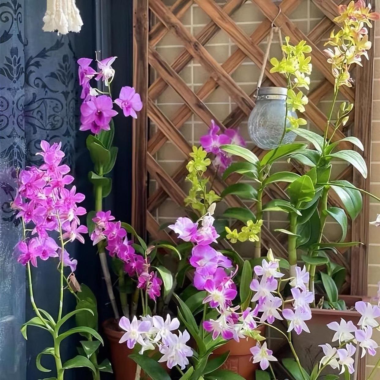 家里養(yǎng)花就選幾種_家庭養(yǎng)花的選擇_家里養(yǎng)什么花最好?有8種是首選