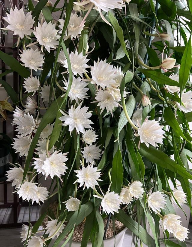 家里養(yǎng)花就選幾種_家里養(yǎng)什么花最好?有8種是首選_家庭養(yǎng)花的選擇