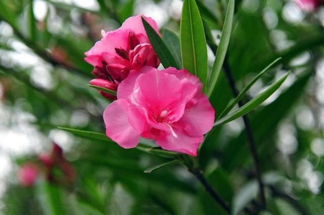 室外綠植圖片大全欣賞_室外綠植有哪些品種_室外綠植