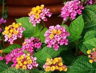 室外綠植_室外綠植圖片大全欣賞_室外綠植有哪些品種