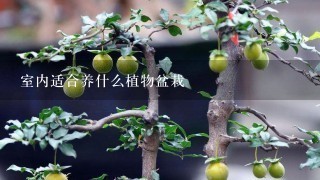 室內(nèi)適合養(yǎng)什么植物盆栽,有哪些適合室內(nèi)養(yǎng)的植物大盆栽？