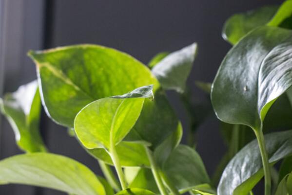 最受歡迎的十大室內(nèi)綠植，榜首是綠色凈化器，空氣衛(wèi)士排第六(吊蘭