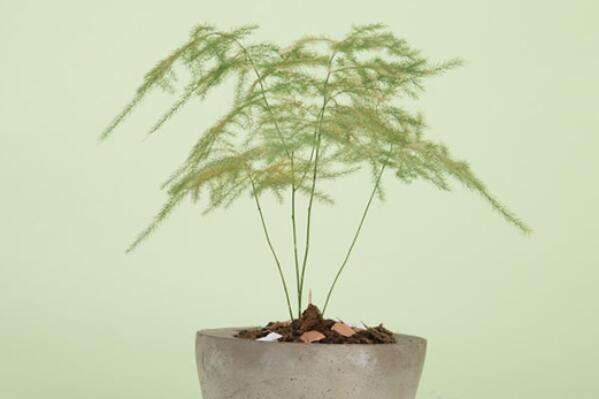 綠植好養(yǎng)_養(yǎng)綠植養(yǎng)的好有什么寓意_最好養(yǎng)活的綠植