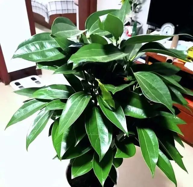 養(yǎng)綠蘿不如種3盆樹，好聞好看，殺菌成癮，室內(nèi)一放空氣好！