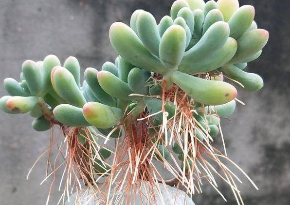 多肉植物長(zhǎng)“胡須”了？注意這個(gè)“求救信號(hào)”，肉友們別忽視！