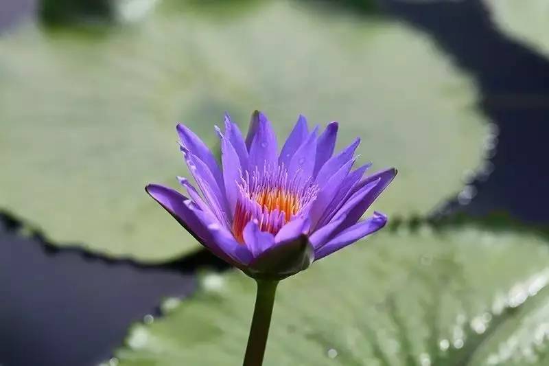 送母親花束圖片大全_送母親花送幾朵合適_送母親花送什么