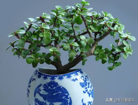 金枝玉葉不會(huì)養(yǎng)？“一把肥”扔盆里，枝葉長(zhǎng)不停，快速成老樁盆景