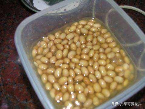 金枝玉葉水培好還是土培好_金枝玉葉花可以水培嗎_水培金枝玉葉花怎么養(yǎng)才能養(yǎng)好