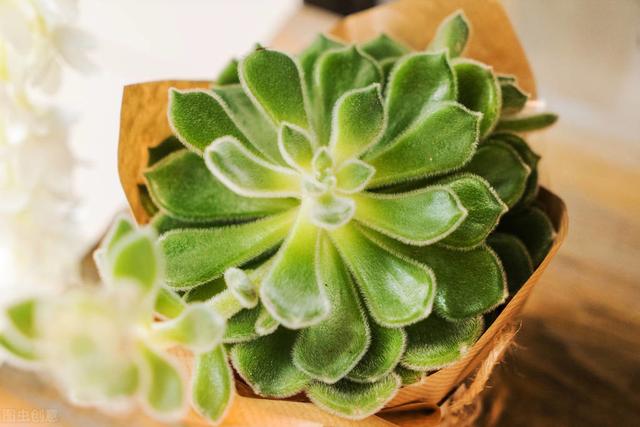 多肉的種植方法（新手入門篇）