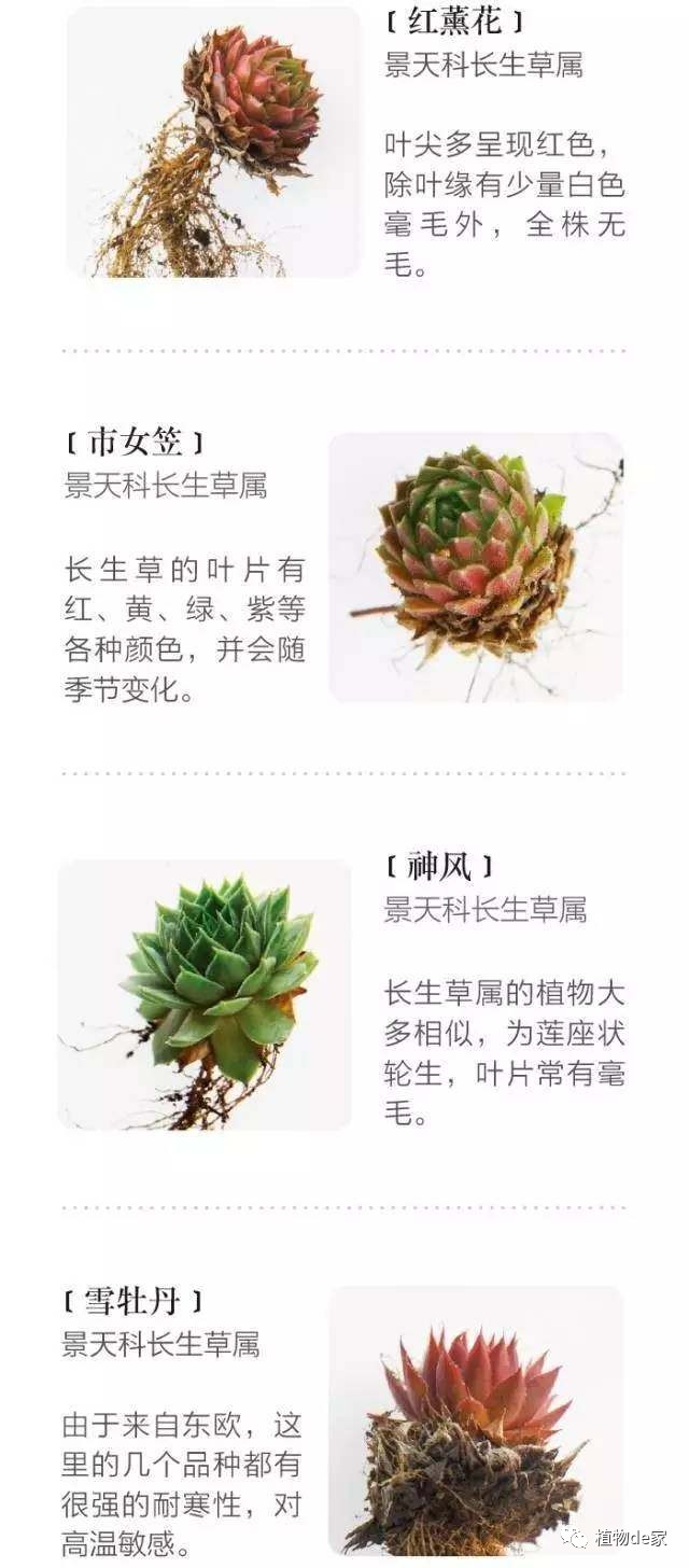 種植物多肉的花盆和那些大彩鋼_種植物多肉的觀察日記_一種植物多肉