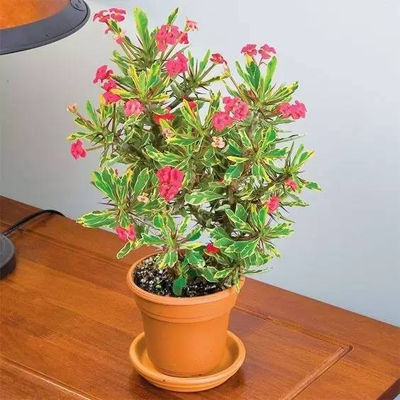 大型綠植好養(yǎng)活_好養(yǎng)的大型綠植_養(yǎng)大型綠植好還是小型