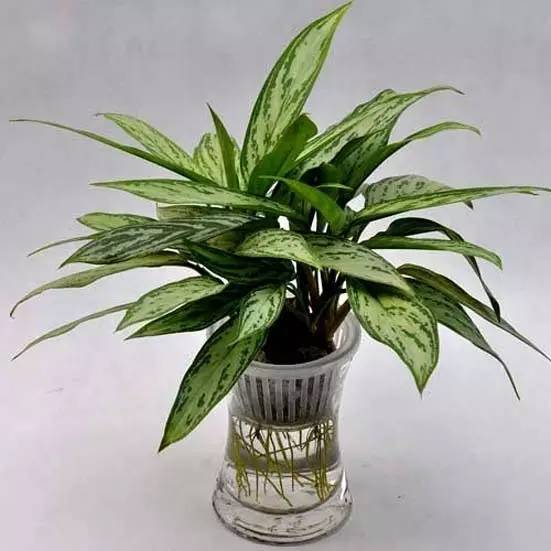 大型綠植好養(yǎng)活_養(yǎng)大型綠植好還是小型_好養(yǎng)的大型綠植