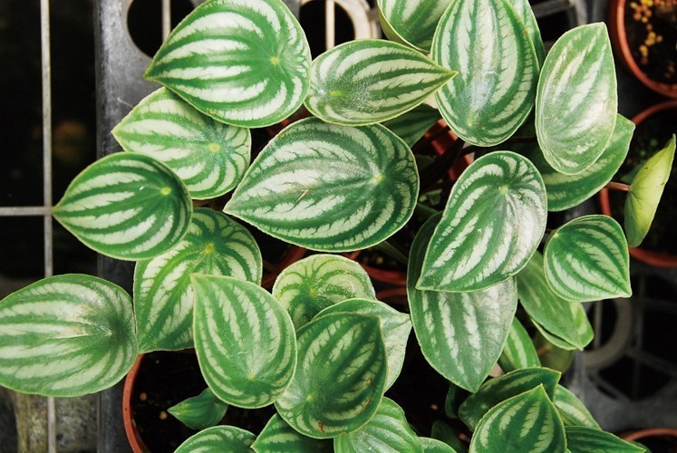 大型綠植好養(yǎng)活_好養(yǎng)的大型綠植_養(yǎng)大型綠植好還是小型