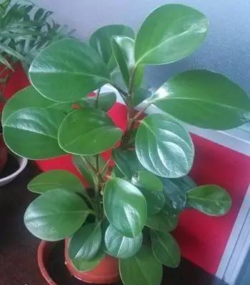 大型綠植好養(yǎng)活_好養(yǎng)的大型綠植_養(yǎng)大型綠植好還是小型