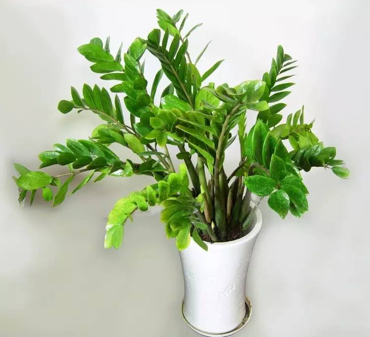 養(yǎng)大型綠植好還是小型_大型綠植好養(yǎng)活_好養(yǎng)的大型綠植