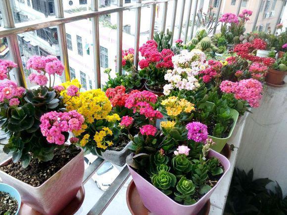 家里適合放什么綠植_適合家里擺放的綠植_適合家里的綠植