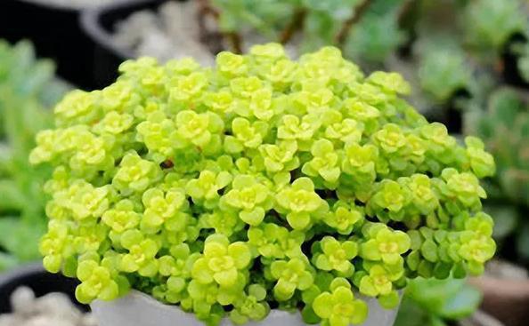 植物多肉的圖片_植物多肉100字作文_多肉植物100