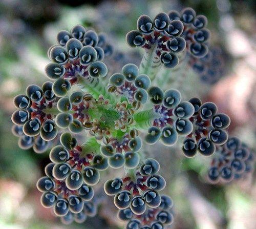 多肉植物100_植物多肉的圖片_植物多肉100字作文