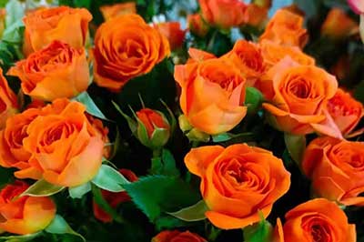 第一次認(rèn)識的女孩送什么花合適？對她也有一點(diǎn)好感但還不了解！