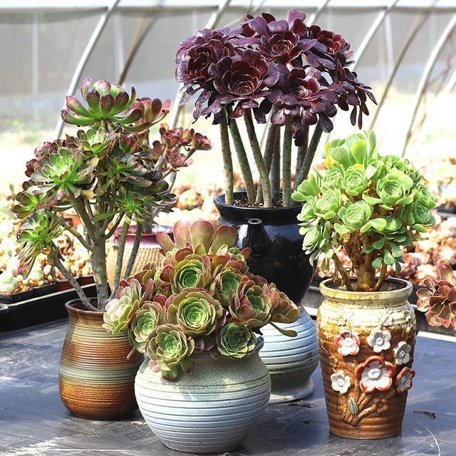 多肉植物樣子介紹_多肉這種植物長什么樣子_植物多肉是什么樣子的