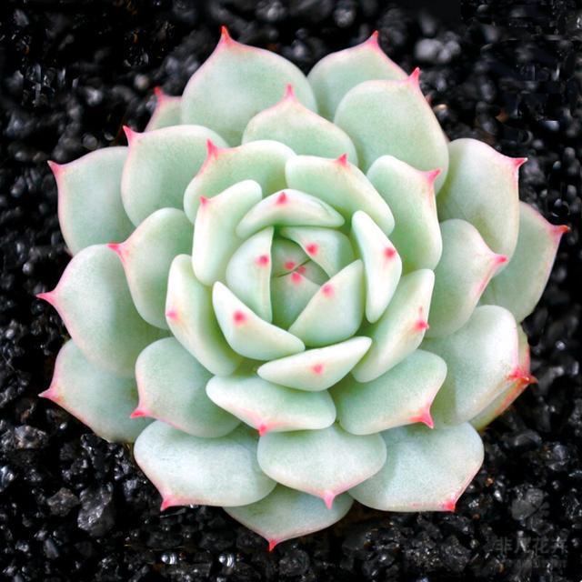 植物多肉是什么樣子的_多肉植物樣子介紹_多肉這種植物長什么樣子