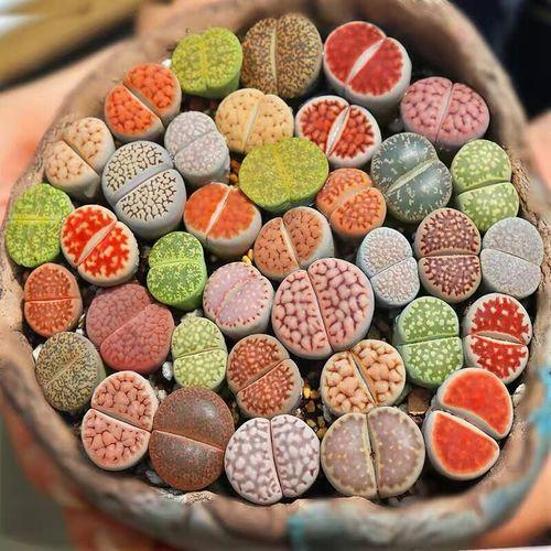 多肉這種植物長什么樣子_植物多肉是什么樣子的_多肉植物樣子介紹