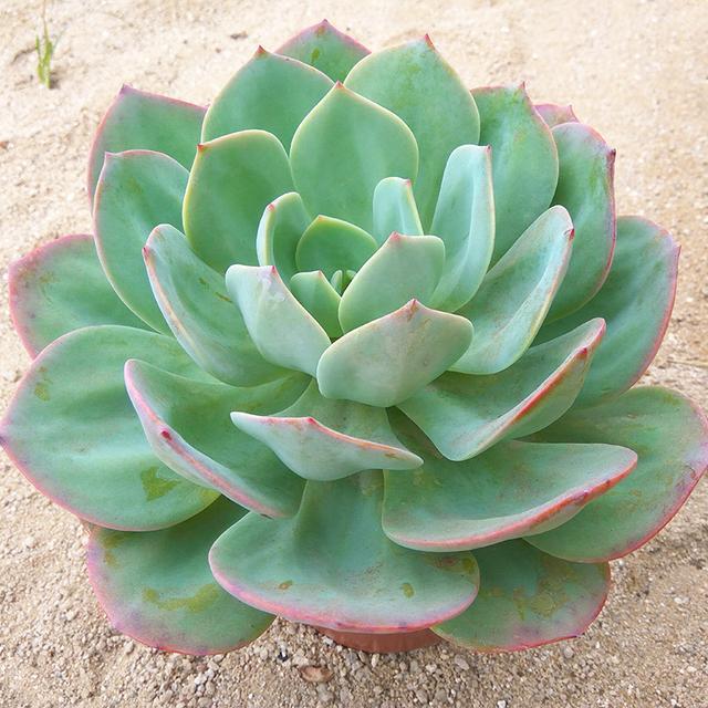 多肉植物樣子介紹_多肉這種植物長什么樣子_植物多肉是什么樣子的