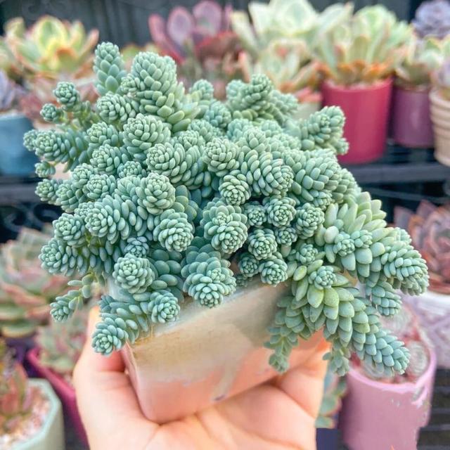 多肉這種植物長什么樣子_植物多肉是什么樣子的_多肉植物樣子介紹