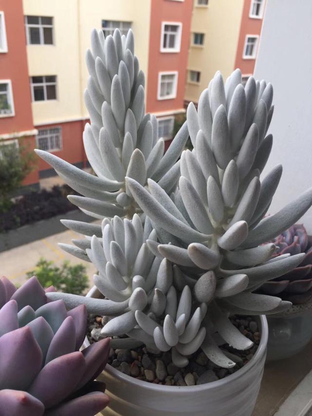 多肉植物樣子介紹_多肉這種植物長什么樣子_植物多肉是什么樣子的