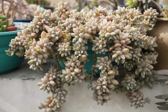 多肉植物樣子介紹_多肉這種植物長什么樣子_植物多肉是什么樣子的