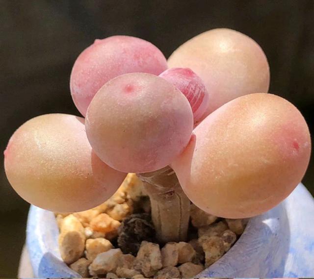 多肉植物樣子介紹_植物多肉是什么樣子的_多肉這種植物長什么樣子