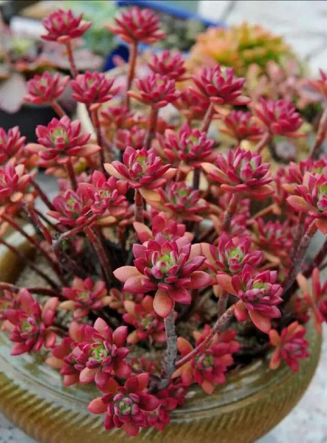 植物多肉是什么樣子的_多肉這種植物長什么樣子_多肉植物樣子介紹