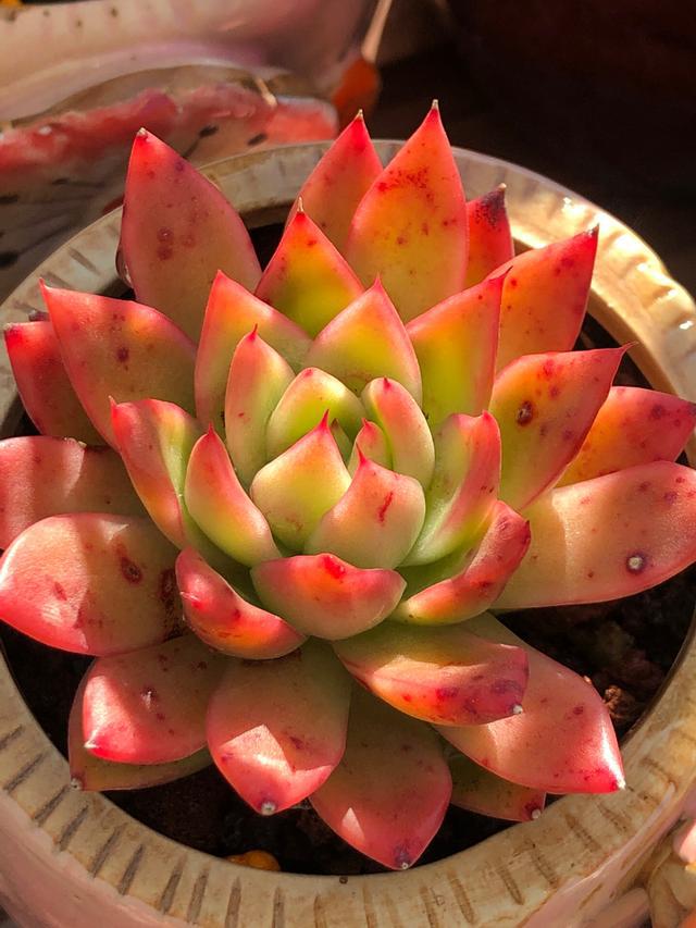 植物多肉是什么樣子的_多肉植物樣子介紹_多肉這種植物長什么樣子