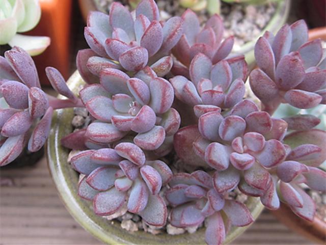 植物多肉是什么樣子的_多肉這種植物長什么樣子_多肉植物樣子介紹
