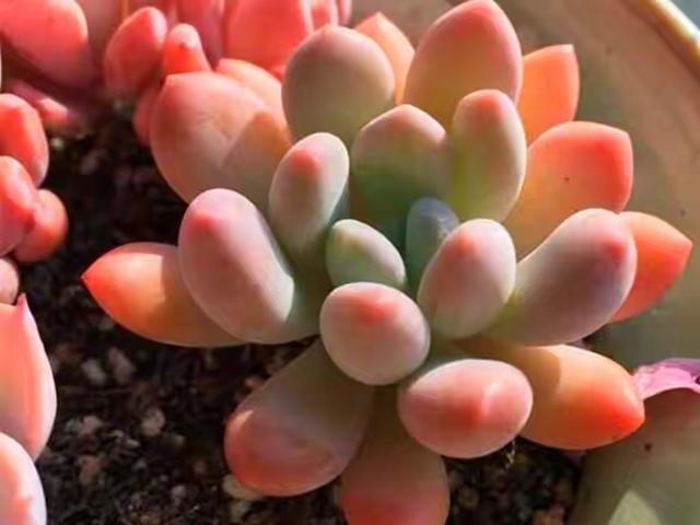 植物多肉是什么樣子的_多肉植物樣子介紹_多肉這種植物長什么樣子