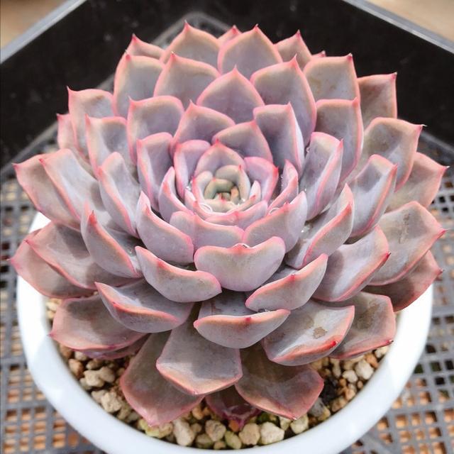 植物多肉是什么樣子的_多肉這種植物長什么樣子_多肉植物樣子介紹