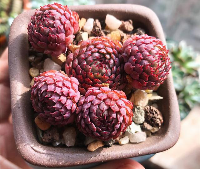 多肉植物樣子介紹_植物多肉是什么樣子的_多肉這種植物長什么樣子