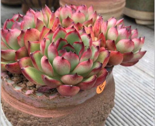 多肉植物樣子介紹_多肉這種植物長什么樣子_植物多肉是什么樣子的