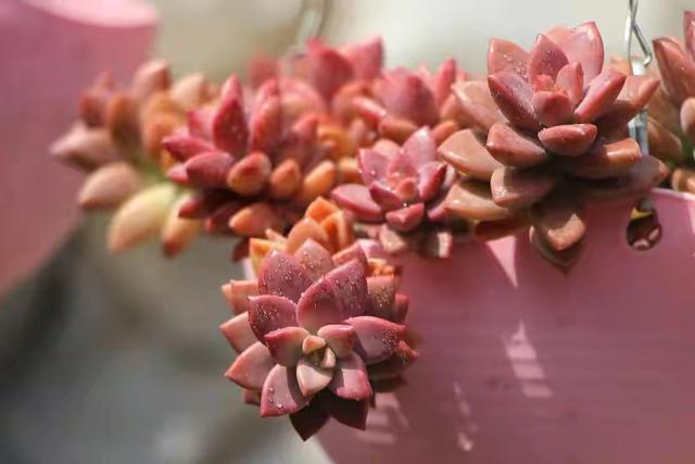 多肉植物樣子介紹_多肉這種植物長什么樣子_植物多肉是什么樣子的