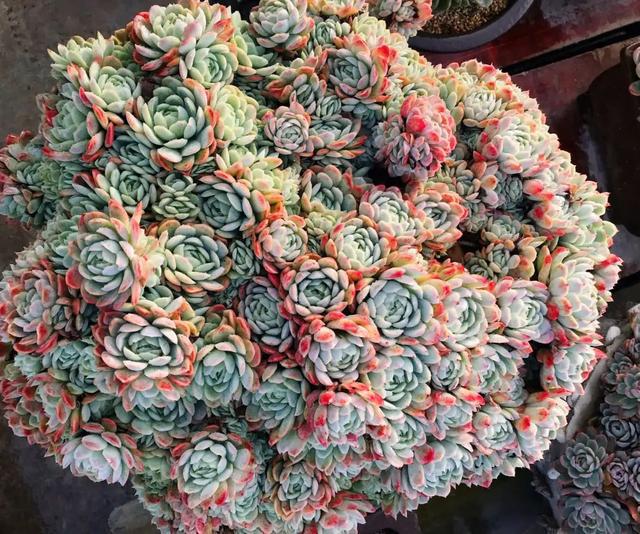 多肉這種植物長什么樣子_多肉植物樣子介紹_植物多肉是什么樣子的