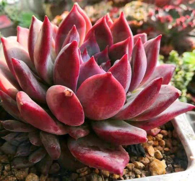 植物多肉是什么樣子的_多肉這種植物長什么樣子_多肉植物樣子介紹