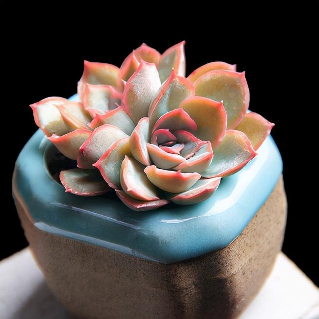 植物多肉是什么樣子的_多肉植物樣子介紹_多肉這種植物長什么樣子