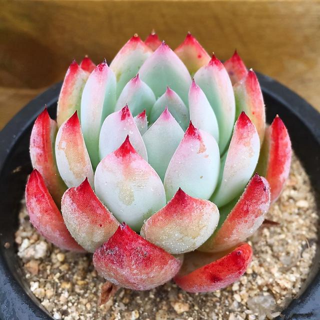 植物多肉是什么樣子的_多肉植物樣子介紹_多肉這種植物長什么樣子