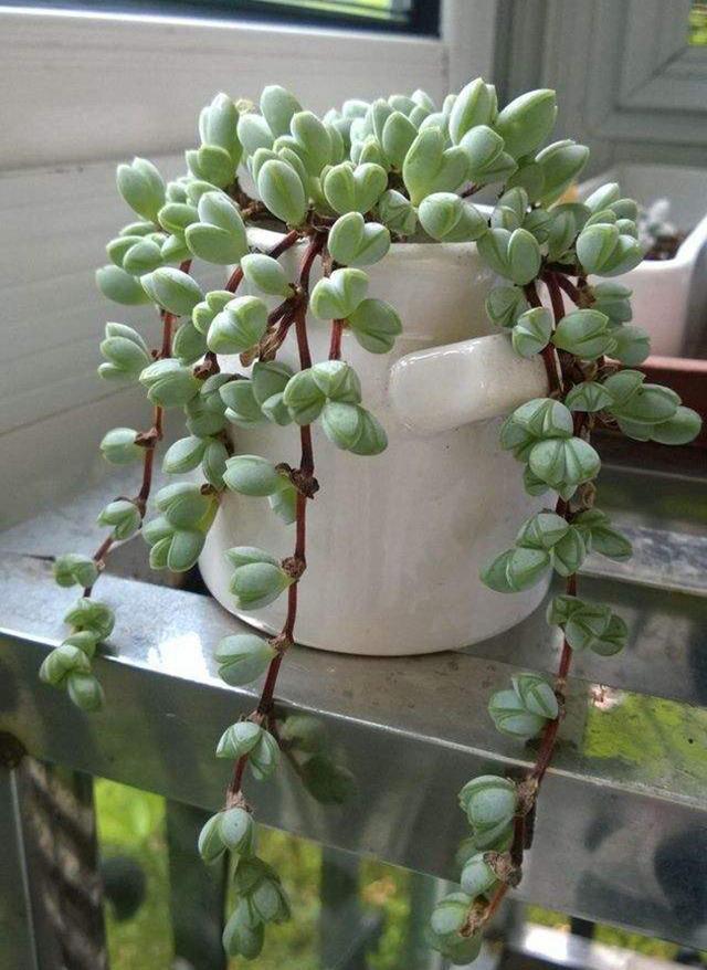 多肉植物樣子介紹_多肉這種植物長什么樣子_植物多肉是什么樣子的