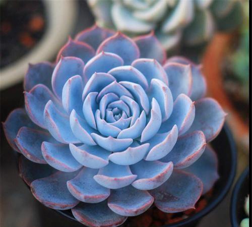 多肉這種植物長什么樣子_植物多肉是什么樣子的_多肉植物樣子介紹